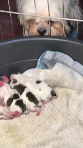 33K views · 6.5K reactions | HAPPY NA HAPPY SI DADDY LUFFY ❤️ | Luffy B the smiling dog | Facebook