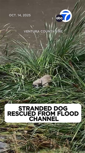 874K views · 36K reactions | An incredible water rescue in an Oxnard flood channel was caught on video as a strong storm drenched most of Southern California. The dog, believed to be a 3-year-old female pub or French bulldog, was not harmed. ❤️ | ABC7 | Facebook