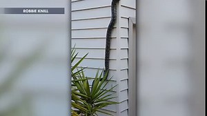 Large python slithers up side of house in Australia