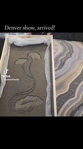 In Stone Fossils on Reels