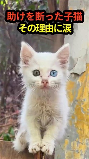 The kitten that refused rescue and ran away. When I followed, I understood everything.