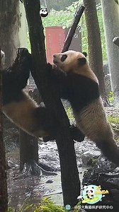 29K views · 2.3K reactions | The Paris 2024 Olympics started, and pandas want to keep up with it. (An An/An Bao & Zhong Zhong) #HiPanda #CCRCGP #PandaMoment #Paris2024 For more panda information, please check out: https://en.ipanda.com | iPanda | Facebook