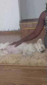 How to treat dogs bloated stomach at home