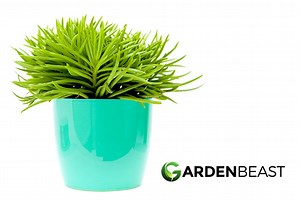 Senecio Barbertonicus Guide: How to Care for “Succulent Bush Senecio”