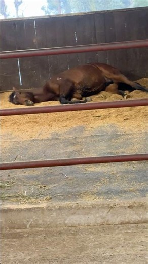 It’s a Tough Life Being a Racehorse… 😴🐎