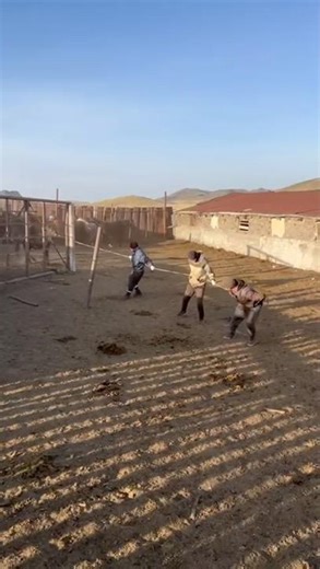 Horses Went Wild 😱 Catching Them Was NOT Easy!