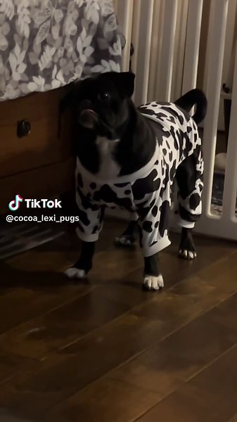 #brave #beautiful #pug #dog #fyp | dog