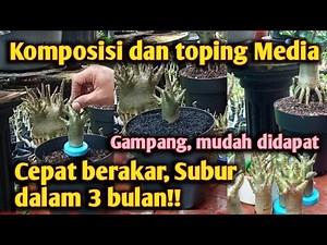 Menanam Adenium hasil Prokar Dengan Campuran Media Tanam yang Tepat