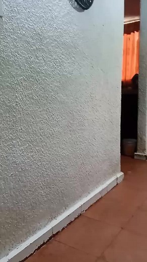 Adorable Peruvian Dogs by Animan Studios