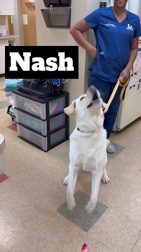  Nash starting off the week with a... CATCH! Go Nash! #beehwoldvet #clintonville #slowmotiontreatchallenge #thrivepethealthcare #beechwold #beechwoldveterinaryhospital #bvh #columbusohio #clintonvilleohio #cutedog #cutedogsoffacebook #cutedogsofinstagram #yellowlab #yellowlabsofinstagram #yellowlabradorsofinstagram | Beechwold Veterinary Hospital | Facebook