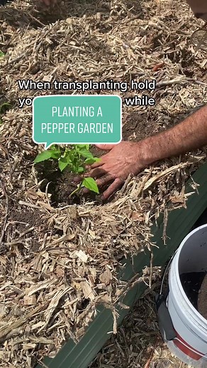 Planting a Pepper Garden Tips