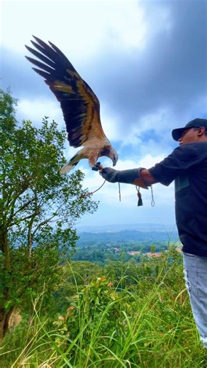 the beauty of the eagle's flapping wings #animals #nature #xplore #animal #naturelovers