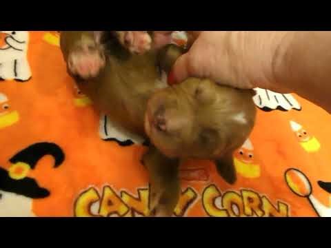 Goldendoodle Dandies F1B Teddy Bears one week old. #teddybear #dog #goldendoodle #goldendoodlef1b