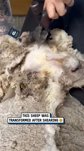 Shearing my sheep is strangely satisfying 🐑😍 #satisfying #sheep #farmer | UNILAD Tech