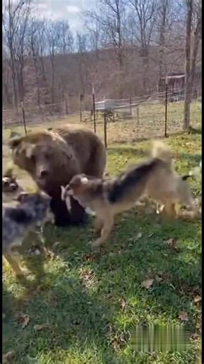 Have you ever seen a bear bark like a dog? A Branson family says their rescue bear grew up alongside their dogs — and now it even barks with them. Neighbors caught the moment on camera as the bear joined in a backyard barking fit, perfectly mimicking the sound.#Branson #Bear #Dogs #ViralVideo #Ozarks #BransonAreaBreakingNews | Branson Area Breaking News