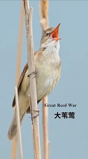 The Ultimate Birdsong Symphony | Relaxing & Unique Calls from the World’s Most Melodic Birds