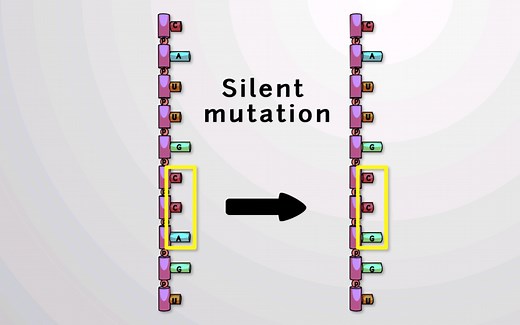 基因突变（高清动画）