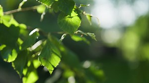 Sunny birch tree leaves in the wind with green foliage | Premium Stock Video Footage