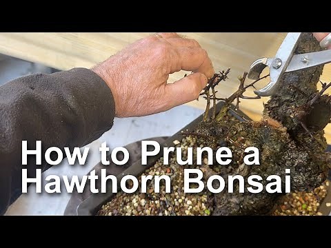 Hawthorn Bonsai Pruning techniques to create good ramification Part 1