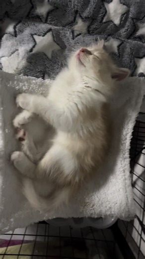 long story short. i took him to vet after he didnt ate his bfast and lunch, i knew it wasn’t normal, nd said it was just fever, we didnt know it was parvo til the night he was struggling to breathe, i took him to vet again at around 1am, and he was confined, then told me i can take him home for recovery. then 1 day after he died. (it was my fault for not getting him vaccinated, i have other cats, so i made his own litter and old clothes for his bed) #cat #cats