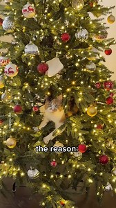 32K views · 109 reactions | her current favorite cat tree  #cat #christmas | Papaya Ho | Facebook
