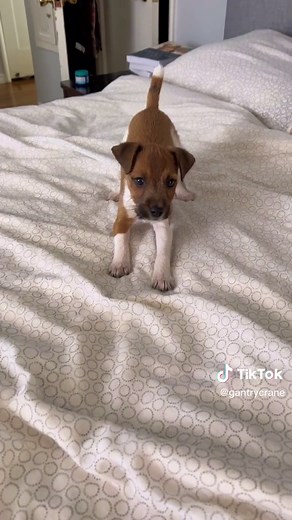 Ferocious Parson Russell terrier puppy 🐶 ##parsonrussellterrier ##funnypuppy ##jackrussellterrier