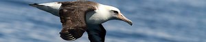 Laysan Albatross