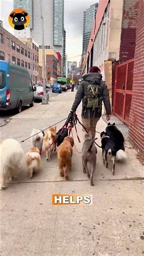 This Is Why Dogs Follow the Same Routine Every Day