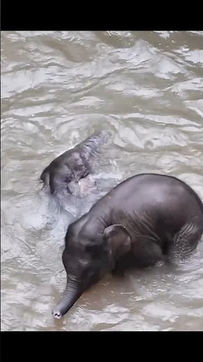 Baby Elephant Goes Crazy After Seeing Water 🐘💦🥺