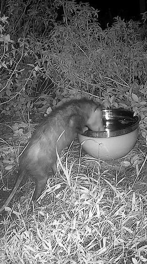 Opossum Drinking Water in the Garden 🫶 #WildlifeShorts