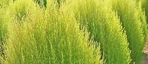 Latem jest soczyście zielony, a jesienią przybiera płomienne barwy!