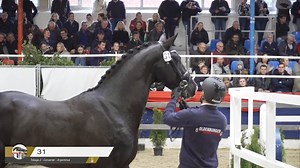 76K views · 3.4K reactions | The winning jumping stallion of the...