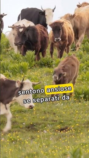 Verso della mucca - Muggito | Muggito Mucca | Animal Sound | SHORTS #cowsounds #farmanimals #mucca