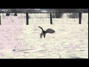 A Gyrfalcon hunting in the snow, catches a small rodent