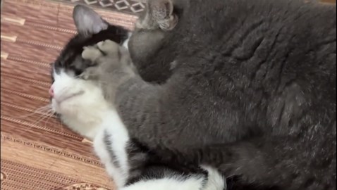 Pet cat gives its friend an intimate face massage