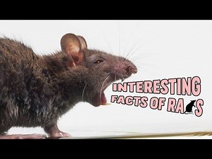 Interesting Facts About Rats To Keep As Pet