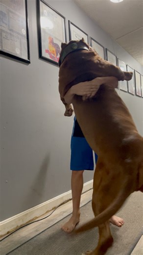 Hulk gives big hugs 😳😂❤️ #reels #dog #love | I am the HULK