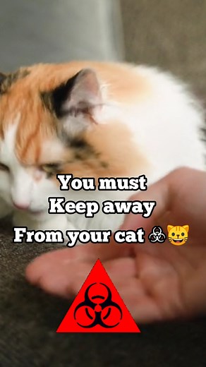 Toxic Foods for Cats: What to Avoid Learn about the common human foods that can be toxic and harmful for cats. Discover the foods to avoid feeding your feline friend to keep them safe and healthy. | Ask My Cats