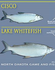 How do you tell the difference between a tullibee and a whitefish? [2025] | QAQooking.wiki