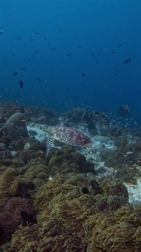 Swimming with sea turtles = pure magic 🐢✨ Respect their space, no touching—just vibes. 🌊 Visit http://padi.co/7sr8cj80 to explore the best places to dive with these cuties. 🎥: IG 'raphh.mv' #ScubaDiving #SeaTurtles #MarineLife | PADI