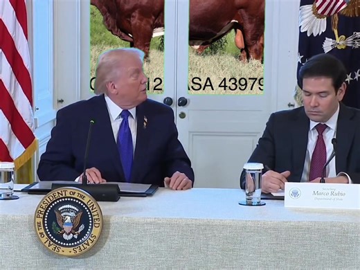 #Meme #MemeCut #simmentalcattle #bull