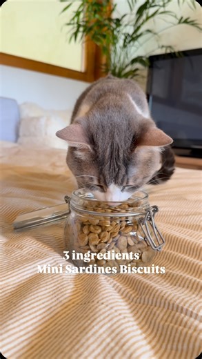 54K views · 27K reactions | Mini Sardines Cat Biscuits recipe ✨...