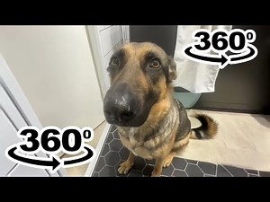 Whining Dog Meme 999X Speed 360º