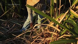 US CA Climate Heat Farmworkers Study (CR) | Haystack News