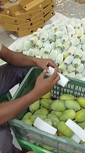 50K views · 4.3K reactions | Mango packing USA 省省省省 #fbreels #viralvideoシ #viralshorts #badami #pomegranate #mango #Fresh #export #fruit #laxmi | Anil Sathvara | Facebook