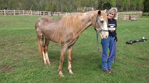 'I can't even really hardly describe it': Volunteers reflect on Horse Haven's work to rescue abused horses ahead of annual fundraiser