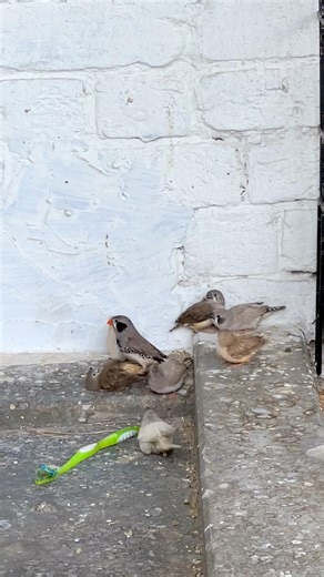 Finch feeding his chicks