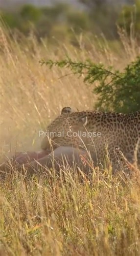 Leopard Steals Cheetah’s Kill | Real Wildlife Takeover Caught on Phone