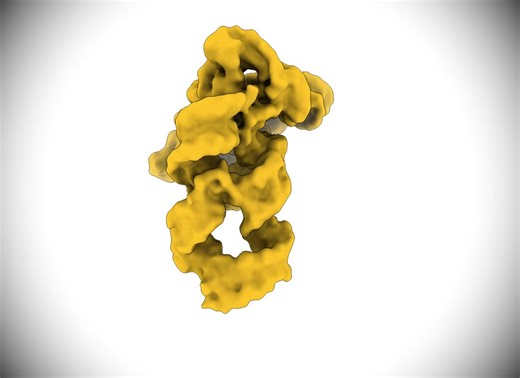 RNA in action: revealing a ribozyme’s self-assembly