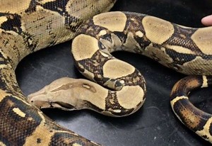 Watch moment 6ft huge boa constrictor is recovered